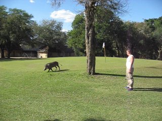golf in south africa