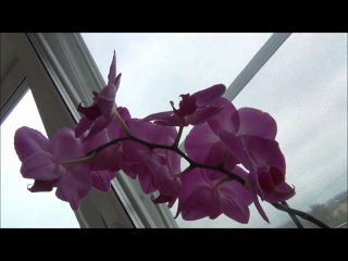 orchids. how to properly care for orchids. care, watering, transplanting, pruning