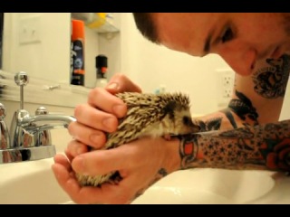 unusual pet (hedgehog)