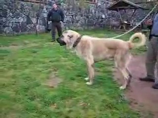 kurdish kangal