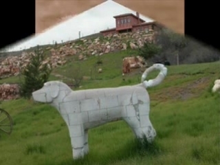 the largest breed of dogs in the world :) kurtsky dog (kangal)