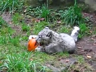 snow leopard kitten or barsik