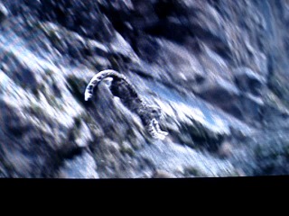 snow leopard hunting (irbis)