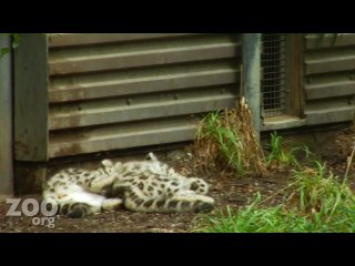 snow leopard