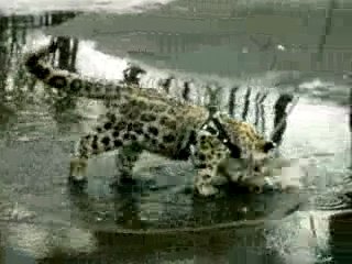 snow leopard and puddle