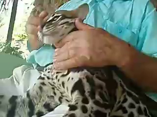 wild cat ocelot. ^^