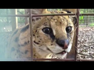 the reaction of wild cats to their reflection in the mirror