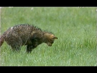 the secret life of european mammals - european wildcat