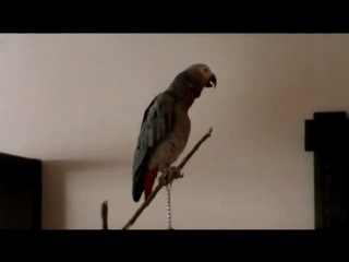 )))))) my favorite parrot grigory) is a fairy tale about the little red riding hood.