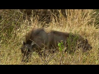 the secret life of a leopard