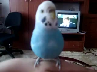 parrot malvina