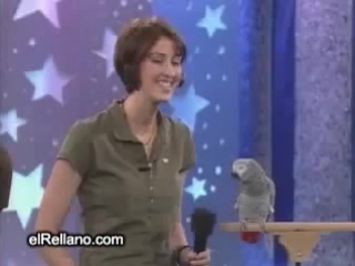 african grey imitating animals