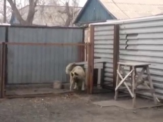 the dog dances in karaganda district - mikhailovka
