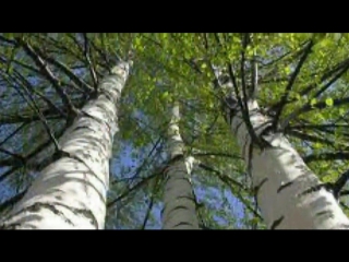 white birch band odessa.