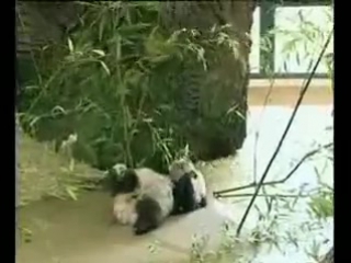 little clumsy panda
